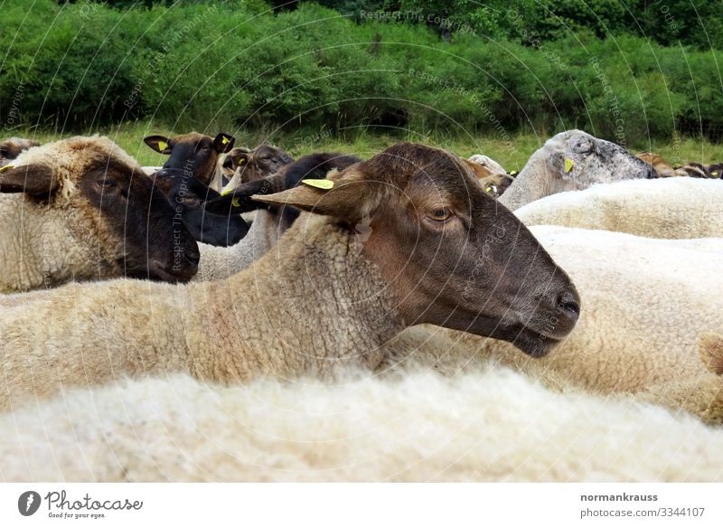 flock of sheep Nature Animal Farm animal Sheep Herd Walking Running Near Natural Curiosity Brown Colour photo Subdued colour Exterior shot Copy Space top Day