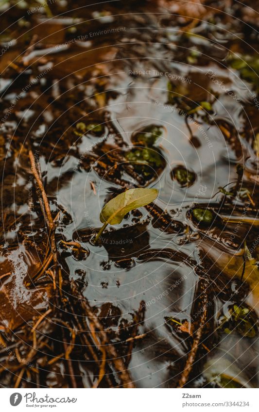 Blatt in Pfütze blatt wasser regen natur erde wachsen grün leben natur verbunden glanz grundwasser trinkwasser regenwasser wald feuchtigkeit triebe