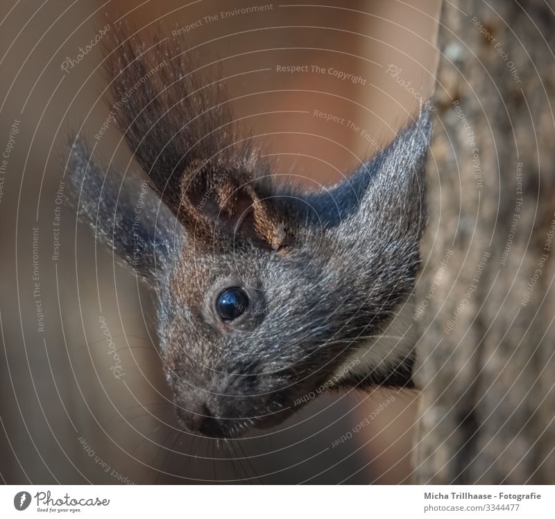 Curious squirrel Nature Animal Sun Sunlight Beautiful weather Tree Tree trunk Wild animal Animal face Pelt Squirrel Head Eyes Ear Nose Muzzle 1 Observe Hang