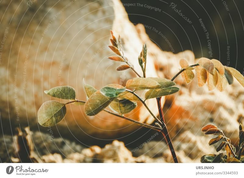 in growth | small young plant in front of a stone Nature Plant Earth Sand spring Summer Foliage plant Growth Yellow green Orange Attentive Loneliness Instinct