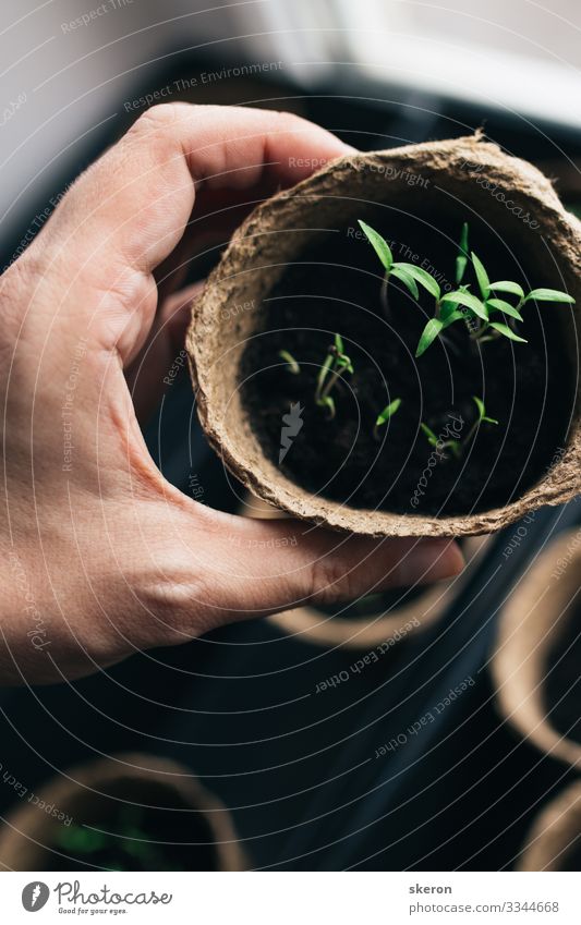 spring tomato seedlings in a peat pot Lifestyle Shopping Leisure and hobbies Work and employment Profession Gardening Economy Agriculture Forestry Trade