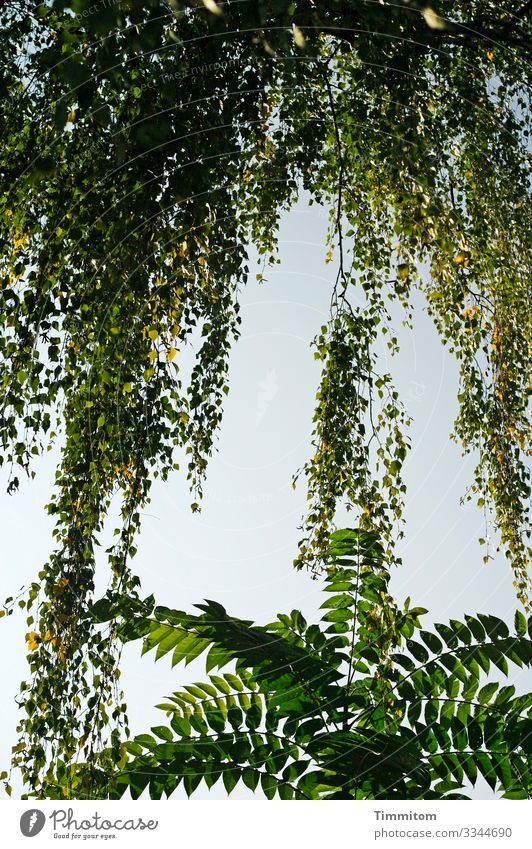 Tree, Entente Plant Sky Beautiful weather Birch tree Birch leaves Park Hang Growth Natural Blue Gold Green Emotions Together Colour photo Exterior shot Deserted