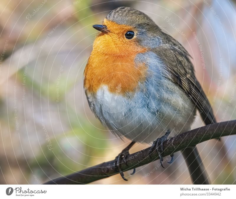 Redthroat Portrait Nature Animal Sun Sunlight Beautiful weather Tree Twigs and branches Wild animal Bird Animal face Wing Claw Robin redbreast Head Beak Eyes