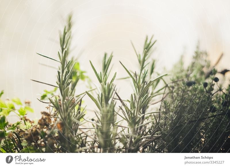 Rosemary on the windowsill at home in the herb bed Healthy Green Close-up Nutrition Colour photo Herbs and spices Plant Leaf Agricultural crop Fresh Delicious