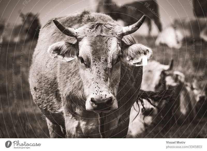 Pyrenean cow looking at the camera Life Mountain Group Environment Nature Landscape Animal Grass Meadow Cow Herd To feed Natural Mammal Rural agriculture