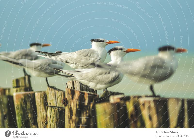 Seagulls sitting in even rows on tree stumps seagull beak orange bird wildlife white nature animal feather ocean sky fauna feathers wing gray ornithology