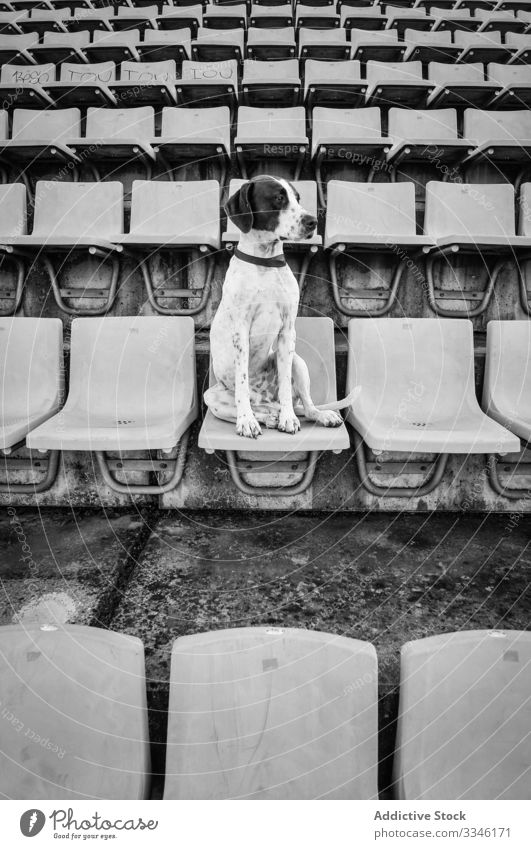 Upset dog sitting on chair in stadium sad upset unhappy pet animal friendly wait lifestyle purebred adorable cute urban town city stroll field tender street