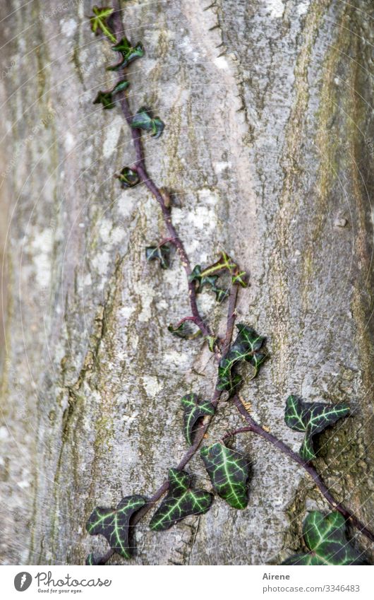 ivy cuddly Day Neutral Background Deserted Freeloader Overgrown Modest Willpower Green Brown Small Growth To hold on Parasite Creeper Ivy Tree bark Tree trunk