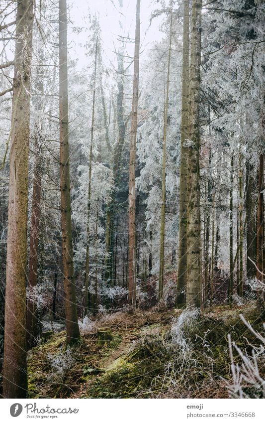 Frost Forest Environment Nature Landscape Plant Winter Tree Cold White Colour photo Subdued colour Exterior shot Deserted Day Shallow depth of field Mystic