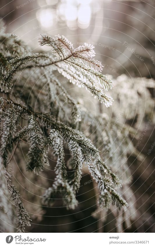 Frost Branches Backlight Environment Nature Plant Winter Tree Forest Cold White Colour photo Subdued colour Exterior shot Deserted Day Shallow depth of field