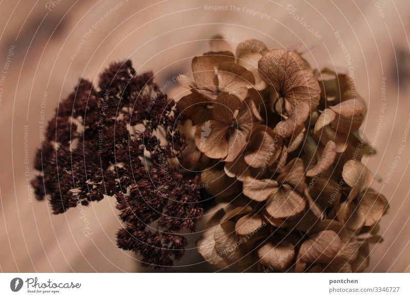 Brown dried flowers in front of brown wood with grain Living or residing Arrange Decoration Esthetic Beautiful Dry Dried flower Flower Tone-on-tone Still Life