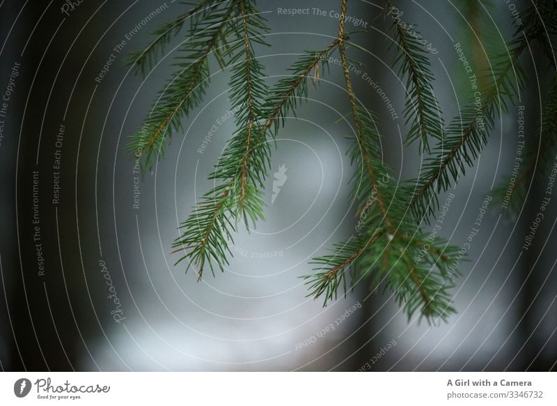 Fir tree in winter with an unsharp background Winter sports Snow Exterior shot Tree Cold White Forest Day Nature Deserted Subdued colour Copy Space bottom