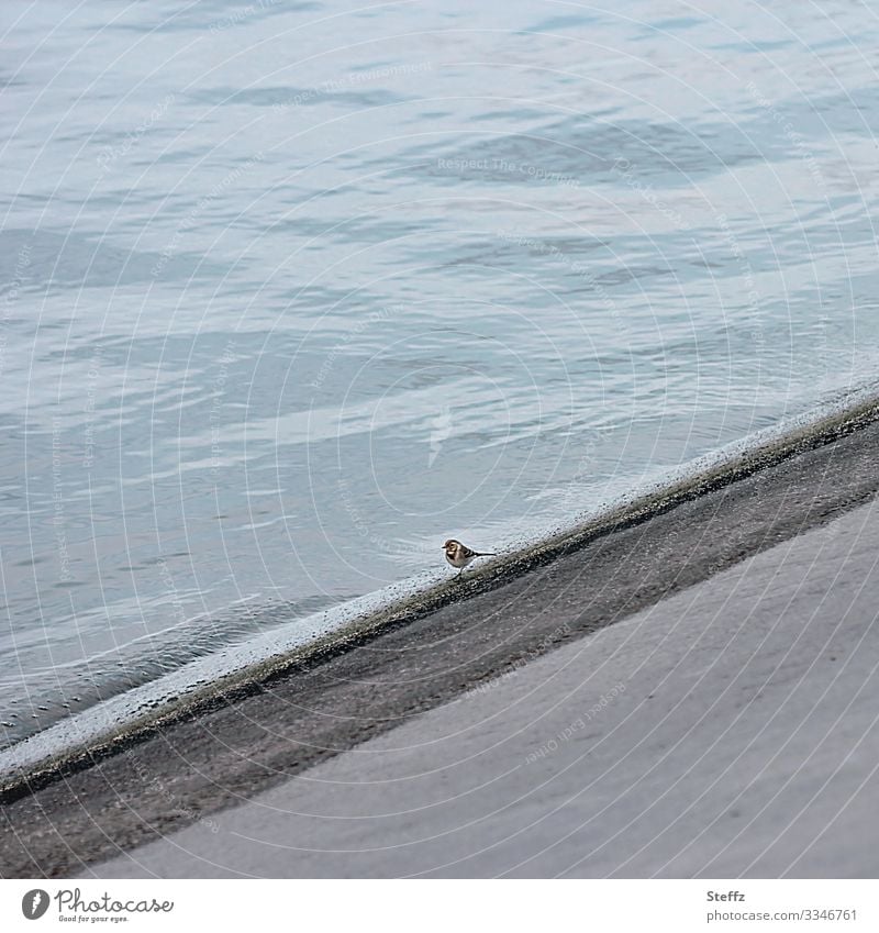 Habitat loss Environment Concrete Concreted Concrete floor Sparse bleak Gloomy Environmental protection nature conservation Loneliness embedded in concrete