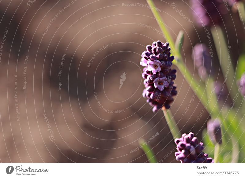 the scent of lavender Lavender lavender blossom flowering lavender lavender scent medicinal plant Agricultural crop lavandula lavandula angustifolia