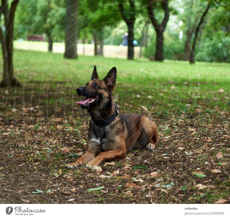 Belgian Shepherd Malinois Joy Happy Summer Friendship Adults Mouth Nature Animal Grass Park Pet Dog Sit Friendliness Cute Brown Green Black Dangerous malinois