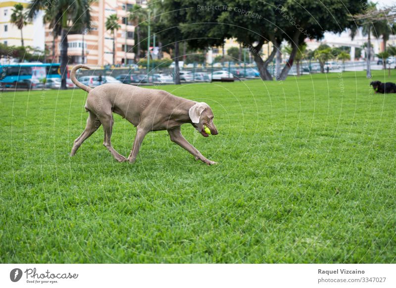 Weimaraner dog running Playing Summer Nature Animal Grass Park Pet Dog 1 Running Gray Green ball field pureblood Breed free time Farm Mammal Foal animals Pony