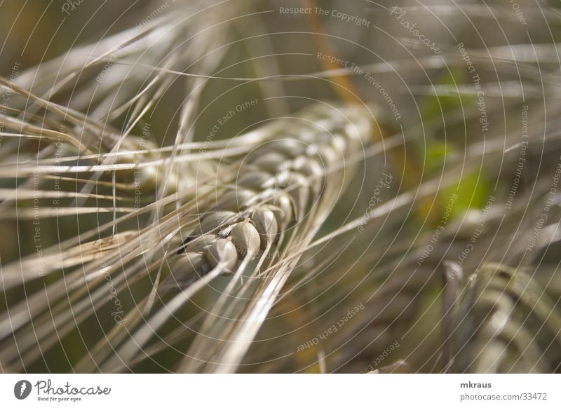 Grain in the field Field Cornflower Cornfield Ear of corn Transport Close-up