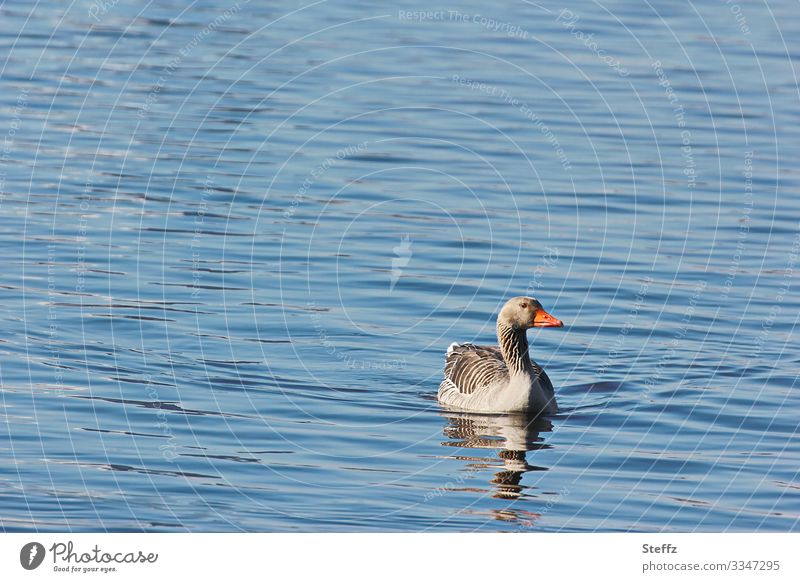 Calm water Gray lag goose Goose Wild bird blue water Water Lake Pond Bird peaceful tranquillity soothing water Serene Idyll silent Comforting idyllically