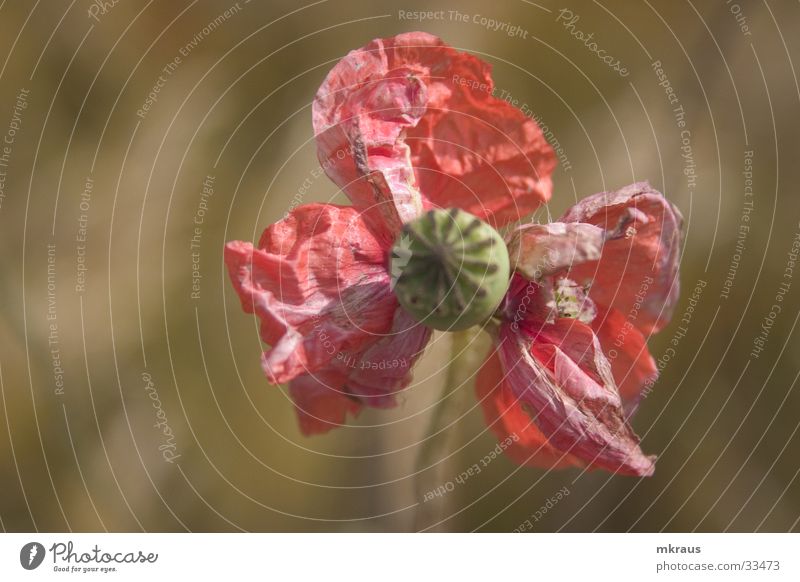 Withered Poppy Cornflower Corn poppy Cornfield Close-up Limp