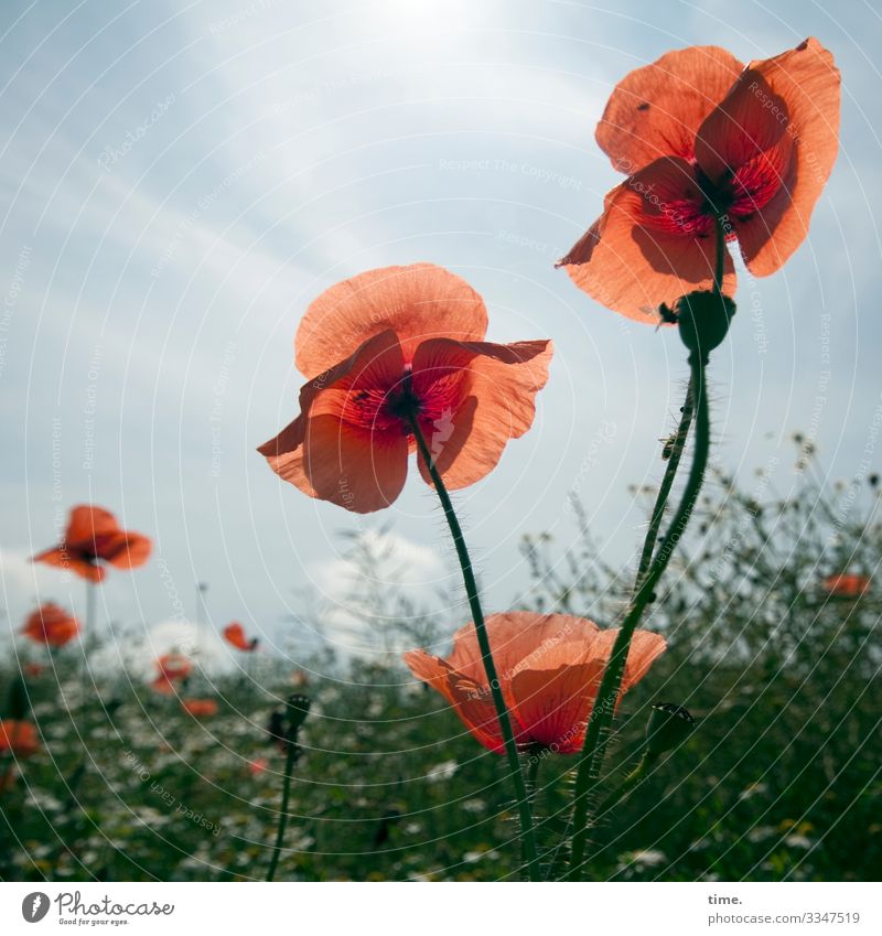 lightness Environment Nature Landscape Sky Beautiful weather Plant Poppy field Meadow Dance Growth Fresh Bright Green Red Moody Joie de vivre (Vitality)