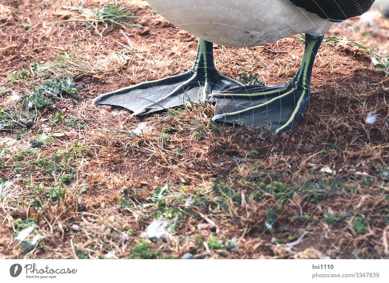 Close-up of two yellow-green striped bass pile feet on grassy red rocky ground on Helgoland Nature Animal Rock North Sea Ocean Island Wild animal Bird