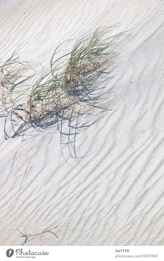 Beach grass holds its own on sand dunes Nature Plant Sun Summer Grass Foliage plant Wild plant marram grass North Sea Island Helgoland Marram grass Beach dune