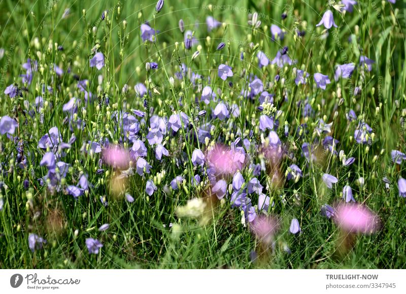 Shining healing power of a flower meadow with fresh grasses and flowers in green, light blue, white, yellow and purple spring Summer Meadow Grass bleed sunshine