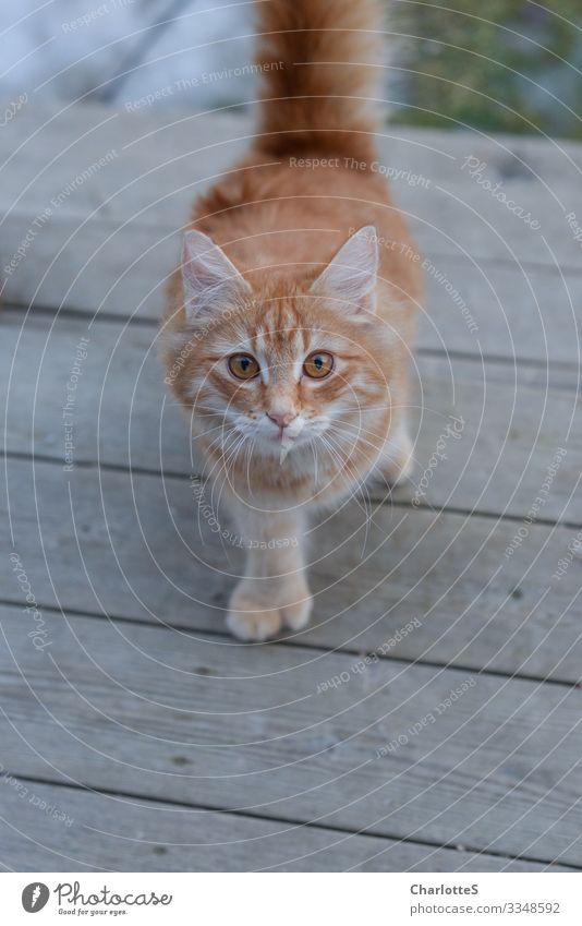 tin can Trip Garden Head Eyes Balcony Terrace Animal Pet Cat Baby animal Red Curiosity Perspective Paw Happy Rust Stripe Tails Come Toes Watchfulness Lure