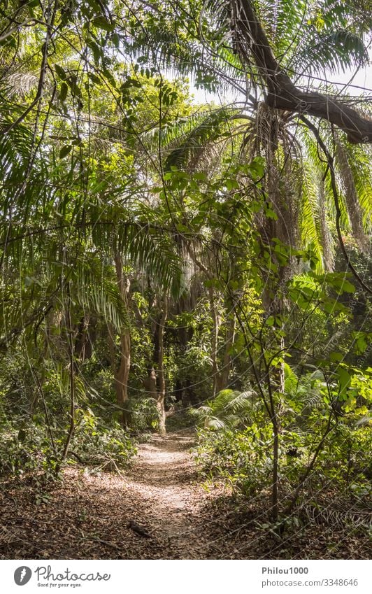 Dense rainforest with a small path Meditation Vacation & Travel Environment Nature Landscape Plant Climate Rain Tree Leaf Forest Virgin forest Brook Growth Fat