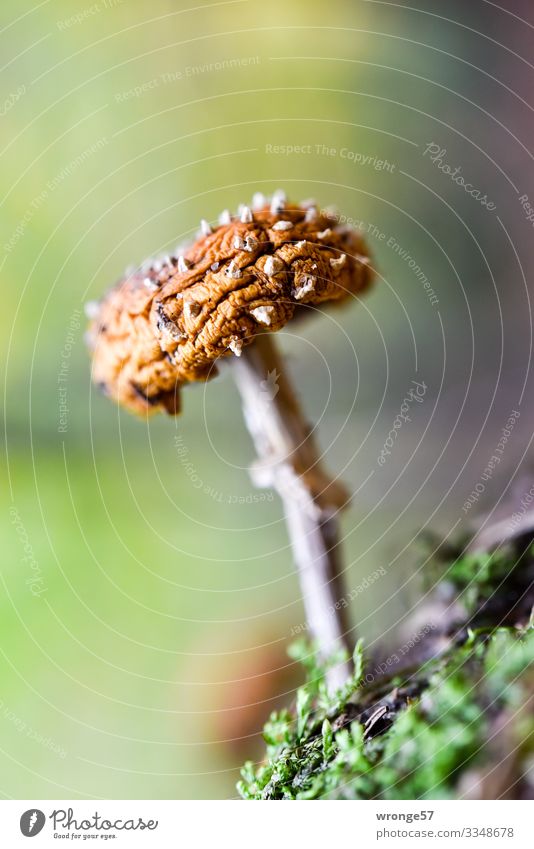 Ugh! | inedible Autumn Mushroom Nature Colour photo Exterior shot Shallow depth of field Close-up Macro (Extreme close-up) Woodground Moss poisonous mushroom