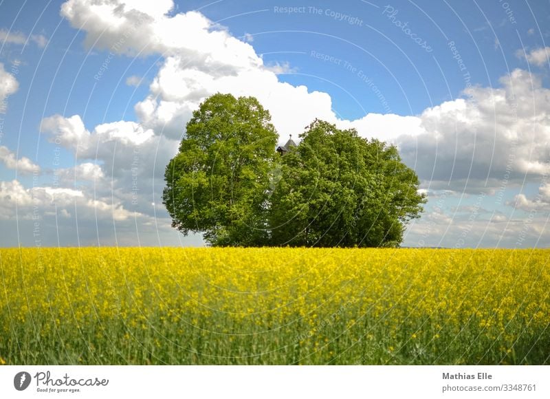 Rape field with water tower and trees Environment Nature Landscape Plant Sky Clouds spring Field Village Tower Blue Yellow green Canola Canola field