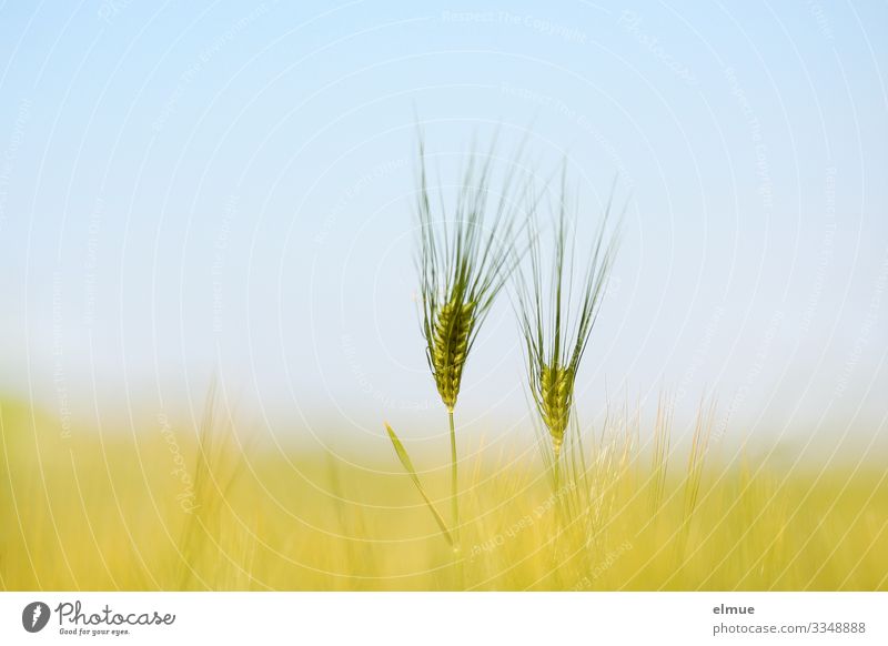 pas de deux Environment Cloudless sky Sun Summer Beautiful weather Agricultural crop Barley Barley ear Awn Cornfield Grain Ear of corn Field Bright Blue Yellow