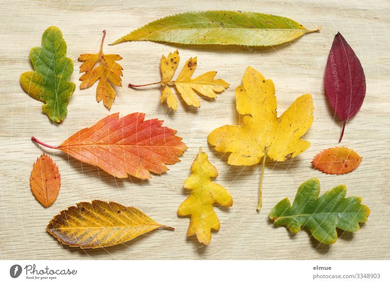 collective autumn Leisure and hobbies Hiking Wooden board Autumn Leaf Maple leaf Oak leaf Hawthorn leaf Beech leaf Ash leaf leaf collection Super Still Life