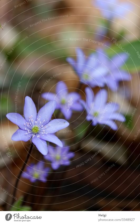 Close-up of purple liverworts in the forest Environment Nature Plant Spring Beautiful weather Flower Blossom Hepatica nobilis Woodground Forest Blossoming