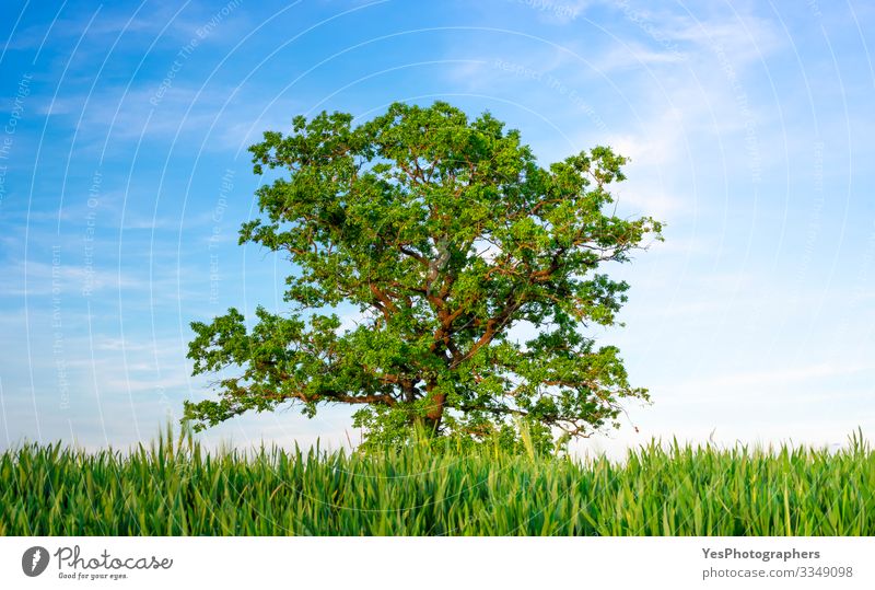 Single oak tree between agricultural fields under a blue sky Summer Environment Nature Landscape Beautiful weather Tree Agricultural crop Meadow Field