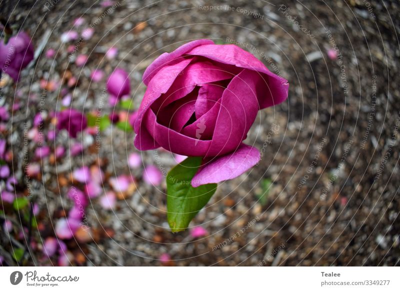 Pink flower Nature Plant Spring Beautiful weather Tree Flower Blossom Esthetic Fresh Positive Brown Joy Happiness Contentment Spring fever Peaceful Adventure