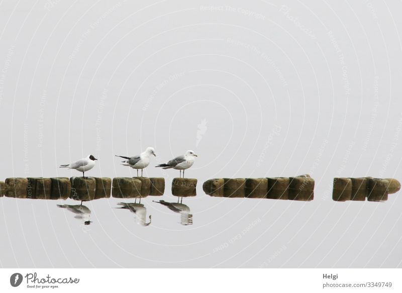 three seagulls stand on a groyne in the fog and are reflected in the water Environment Nature Animal Water Spring Fog Island Usedom backwater Wild animal Bird