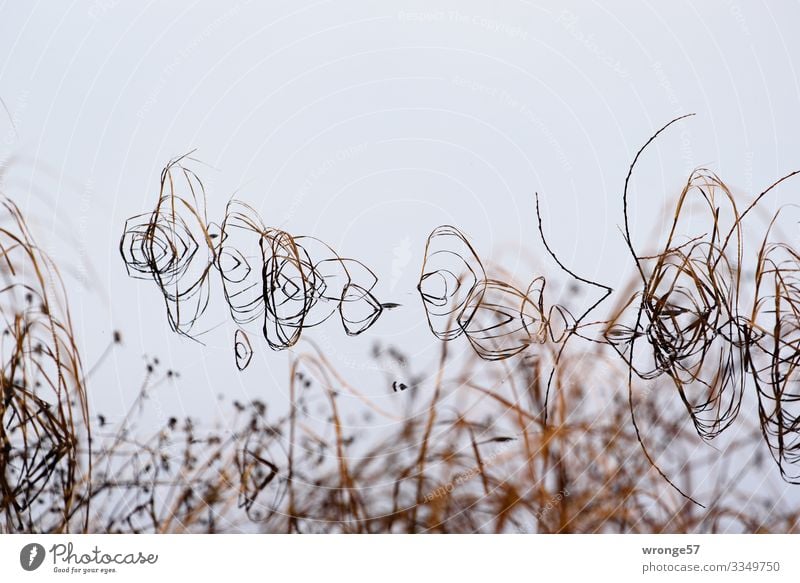 Grasses and culms are reflected on the surface of a lake grasses stalks Grasses & culms mirror reflection Surface of water Lake Nature Exterior shot