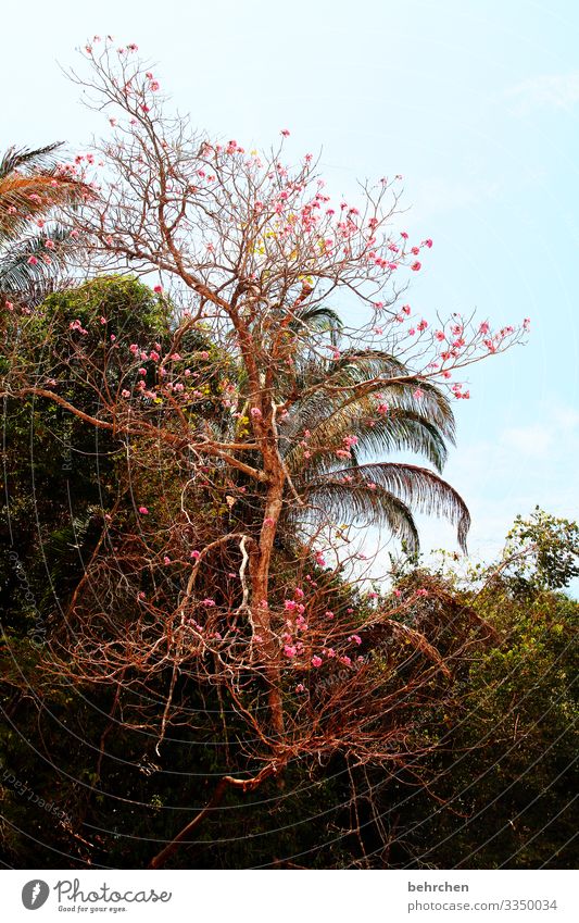 blossoms Vacation & Travel Adventure Trip Far-off places Landscape Sky Summer Beach Ocean Costa Rica Fantastic Exceptional pretty Wanderlust Colour photo