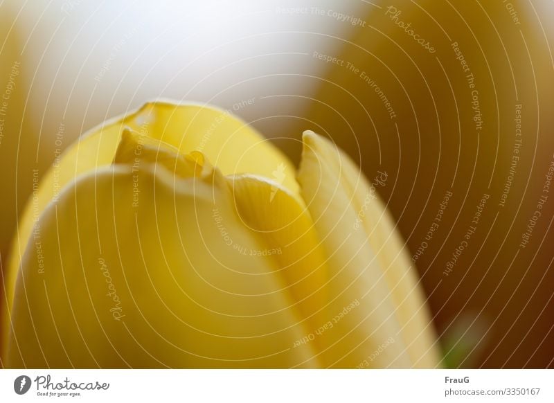 herald of spring - yellow tulip Plant flower close-up Tulip "Spring bloomers," yellow flower Flower Close-up Blossom leave Blur lily plant