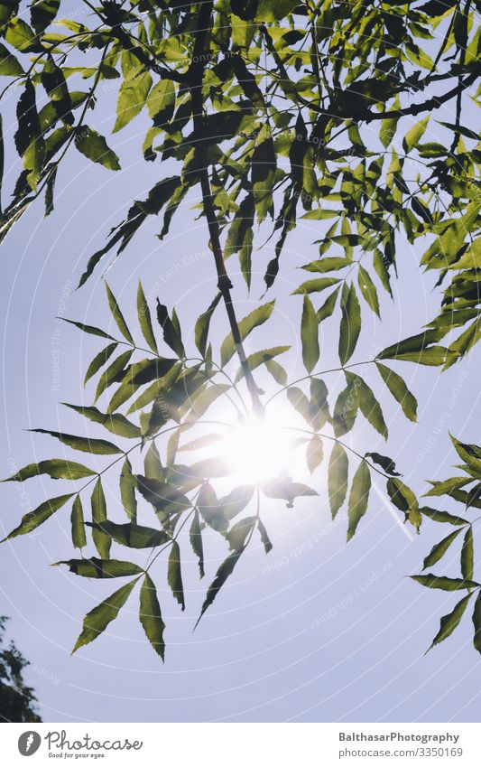 Chestnut in sunlight Environment Nature Plant Sky Cloudless sky Sun Sunlight Summer Weather Beautiful weather Tree Agricultural crop Garden Park Deserted Growth