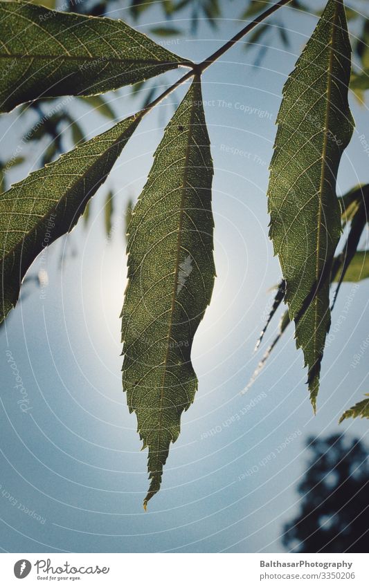 Chestnut (leaves) Summer Environment Growth Nature Plant Sky Cloudless sky Sun Weather Beautiful weather Tree Agricultural crop Garden Park Deserted Bright