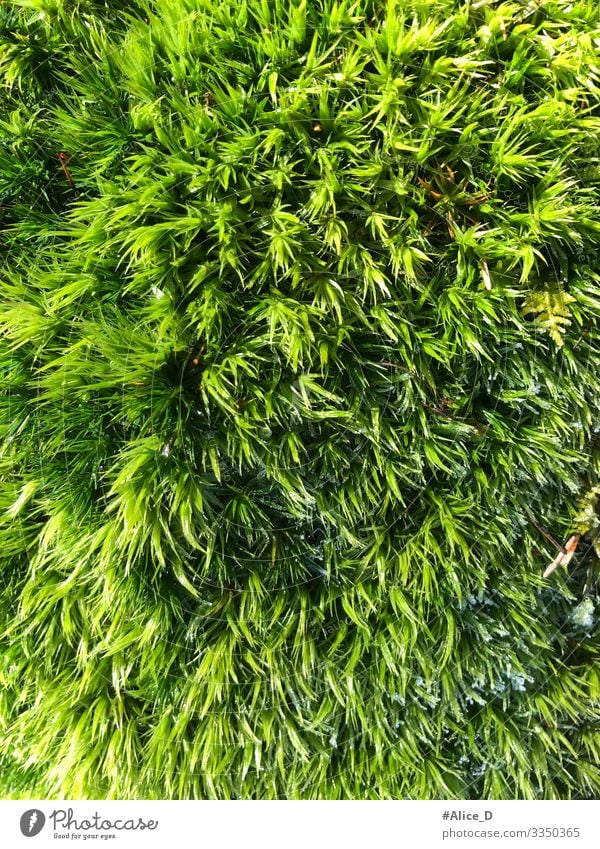 Moss forest floor close up Environment Nature Plant Earth Forest Authentic Fresh Wet Natural Soft Green Design Climate Pure Environmental protection