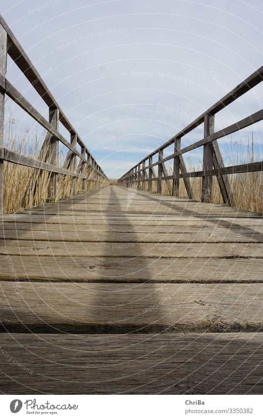 Bridge at Federsee lake Relaxation Calm Hiking Adventure Environment Nature Landscape Plant Sky Spring Lakeside Moor lake Bog Bad Buchau Tourist Attraction