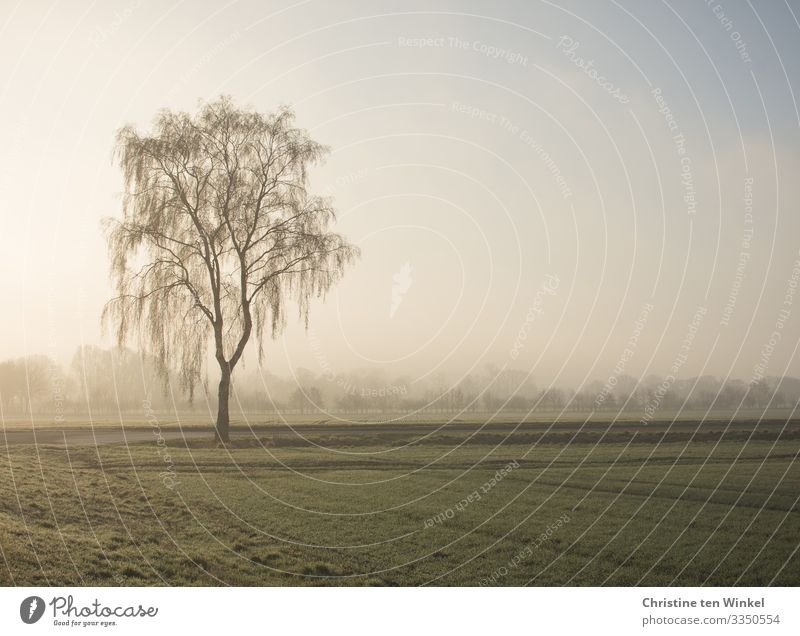 Weeping birch in the low winter sun Environment Nature Landscape Sky Sunlight Winter Beautiful weather Fog Plant Tree Birch tree Field Authentic Fantastic