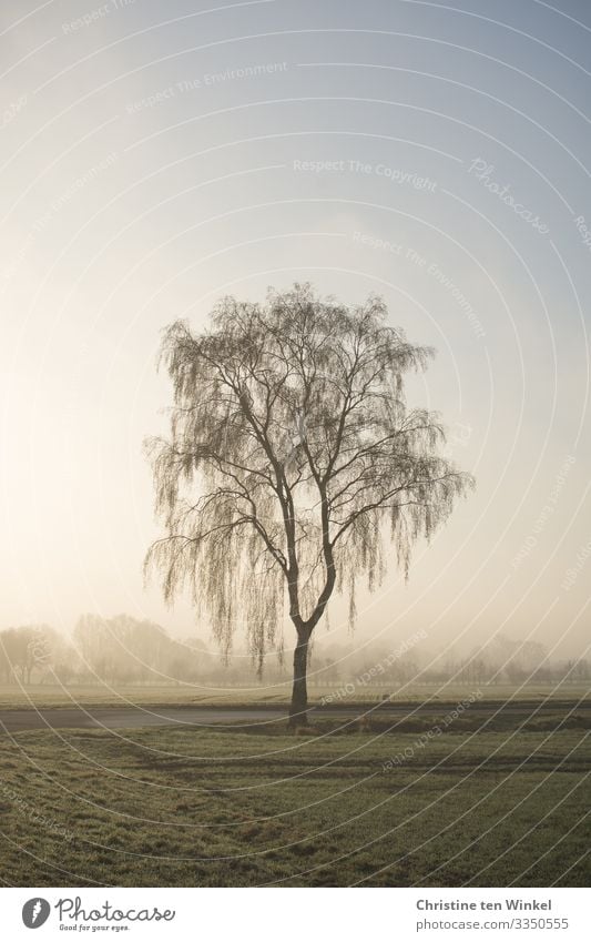 Weeping birch in the morning light Nature Landscape Cloudless sky Fog Plant Tree Birch tree Authentic Bright Cold naturally pretty Blue Green Emotions Sadness