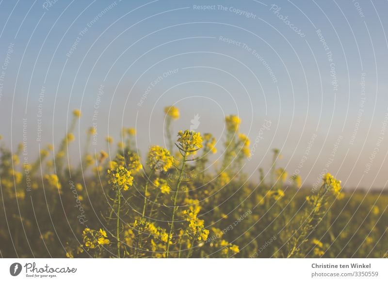 flowering yellow mustard in front of blue, misty sky Environment Nature Cloudless sky Spring Autumn Winter Beautiful weather Plant Leaf Blossom