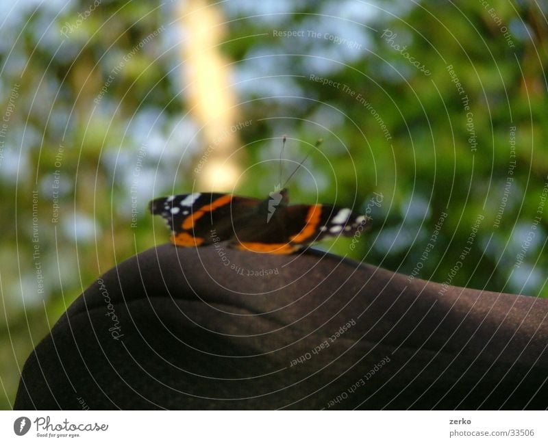 Butterfly on the wheel... Bicycle Bicycle saddle