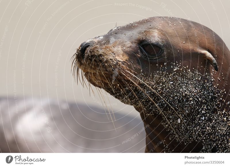 seal Nature Animal Water Sun Summer Wild animal Animal face Pelt 1 Observe Relaxation Wet Smart Brown Yellow White Contentment Beach Sand Goof off Sunbathing