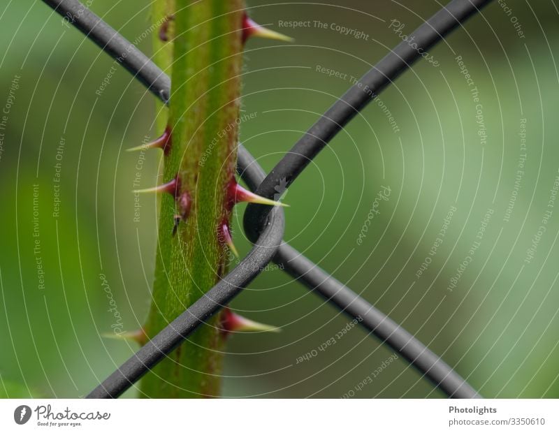 "Barbed Wire" Environment Nature Plant Bushes Foliage plant Blackberry Metal Barbed wire Threat Infinity Yellow Green Red Bans Clamp Spine Thorn Point Wired